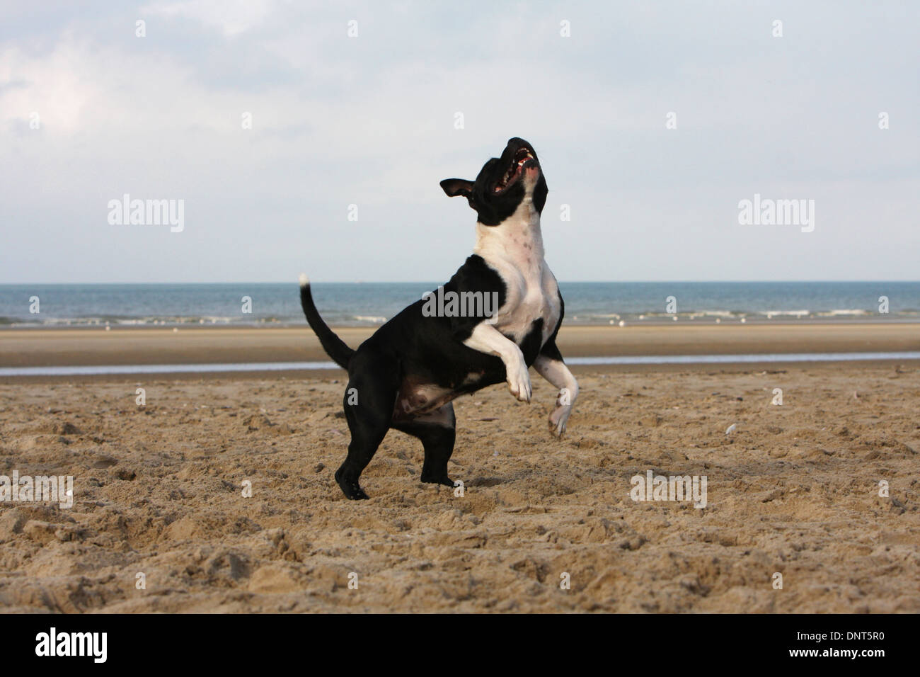 dog Staffordshire Bull Terrier / Staffie   adult standing on the beach Stock Photo