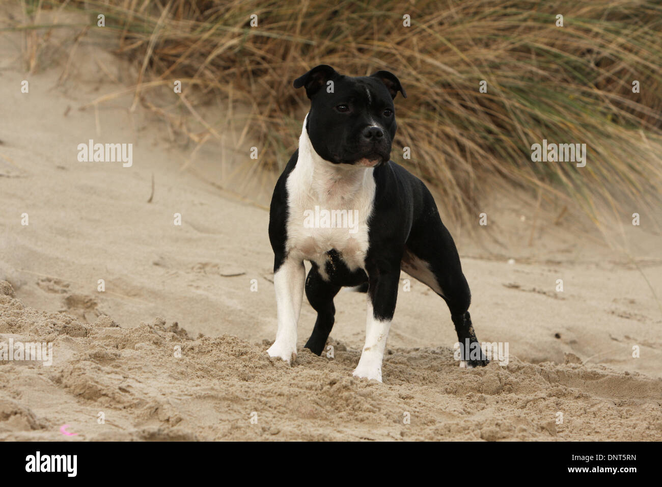 dog Staffordshire Bull Terrier / Staffie  adult standing in dunes Stock Photo