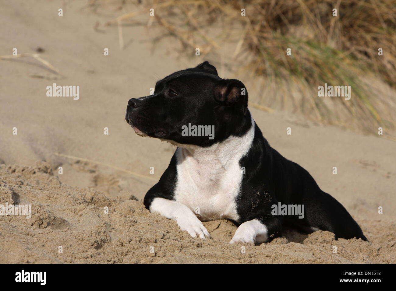 dog Staffordshire Bull Terrier / Staffie  adult lying on the sand Stock Photo