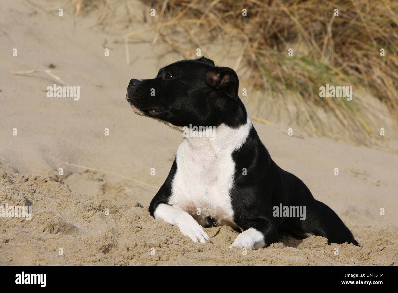 dog Staffordshire Bull Terrier / Staffie  adult lying on the sand Stock Photo