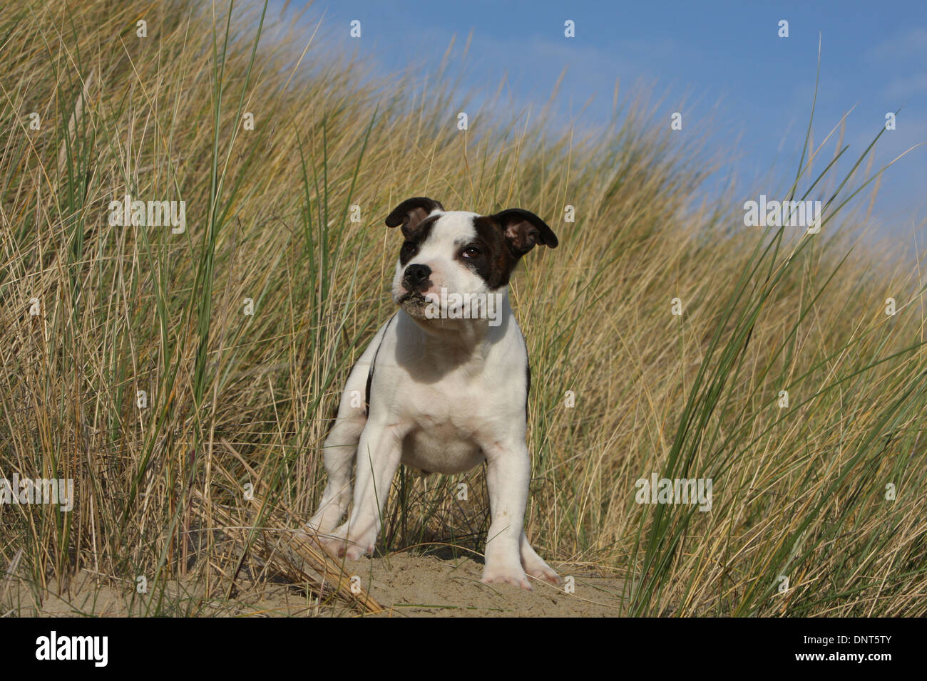dog Staffordshire Bull Terrier / Staffie  puppy standing in dunes Stock Photo