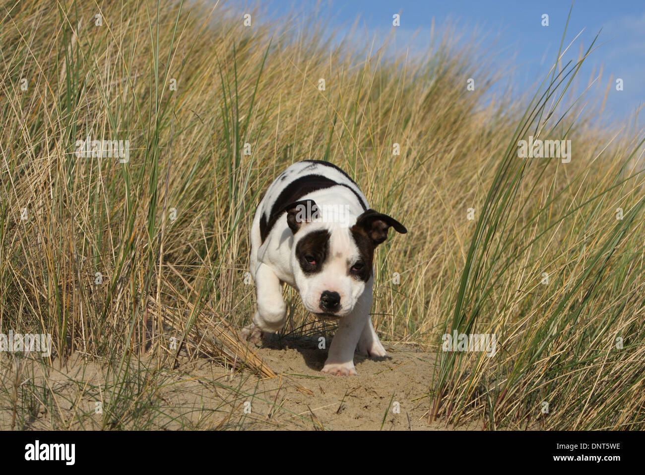 dog Staffordshire Bull Terrier / Staffie  puppy walking in dunes Stock Photo
