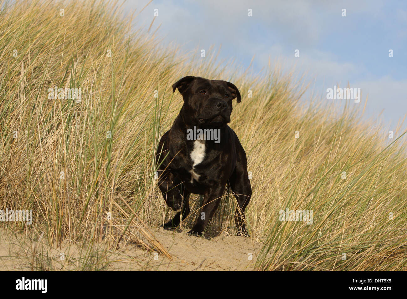 dog Staffordshire Bull Terrier / Staffie  adult standing in dunes Stock Photo