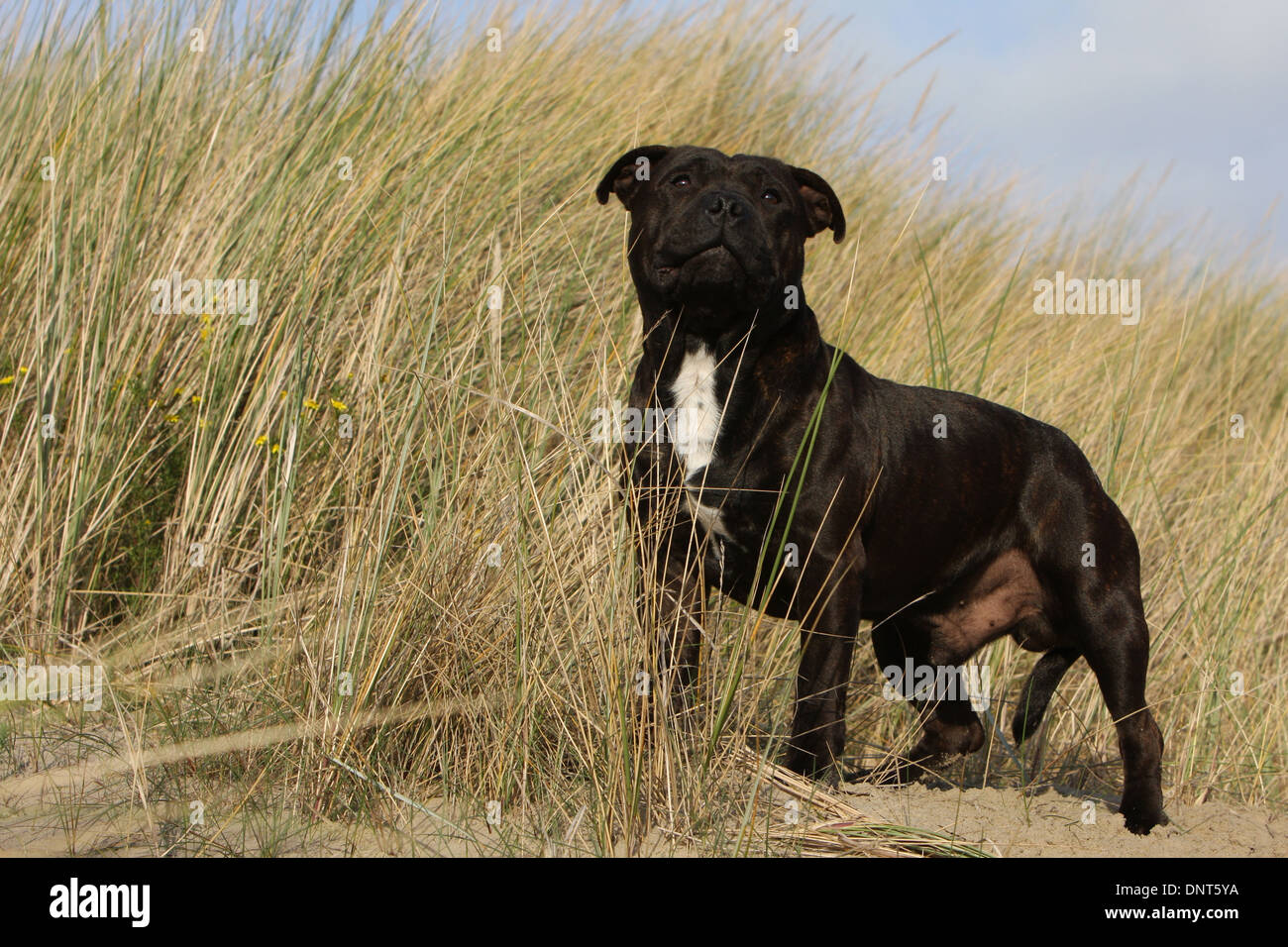 dog Staffordshire Bull Terrier / Staffie  adult standing Stock Photo