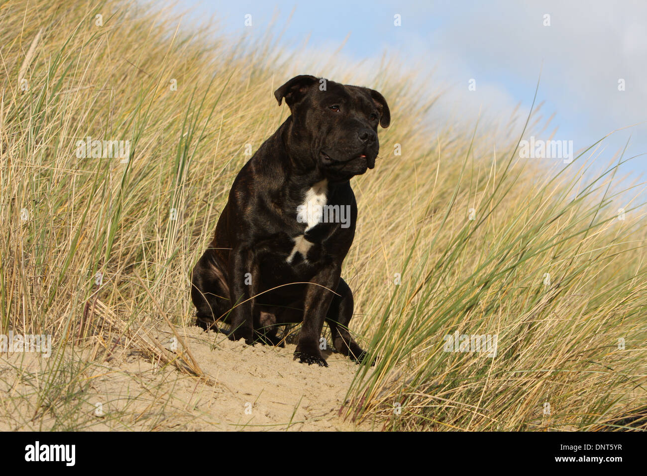 dog Staffordshire Bull Terrier / Staffie  adult sitting in dunes Stock Photo
