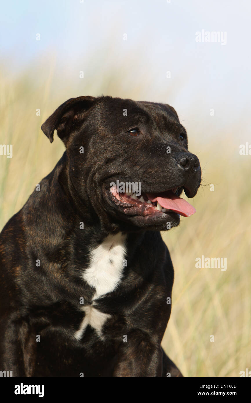 dog Staffordshire Bull Terrier / Staffie  adult portrait Stock Photo