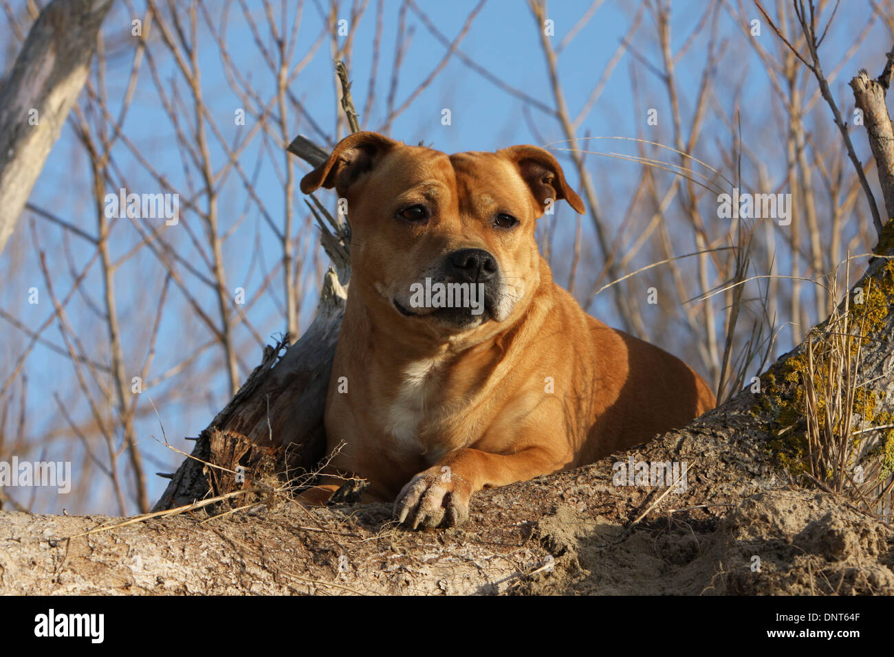 dog Staffordshire Bull Terrier / Staffie  adult lying on a tree Stock Photo