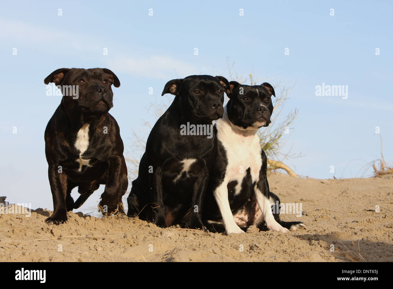 dog Staffordshire Bull Terrier / Staffie  three adults on the sand Stock Photo
