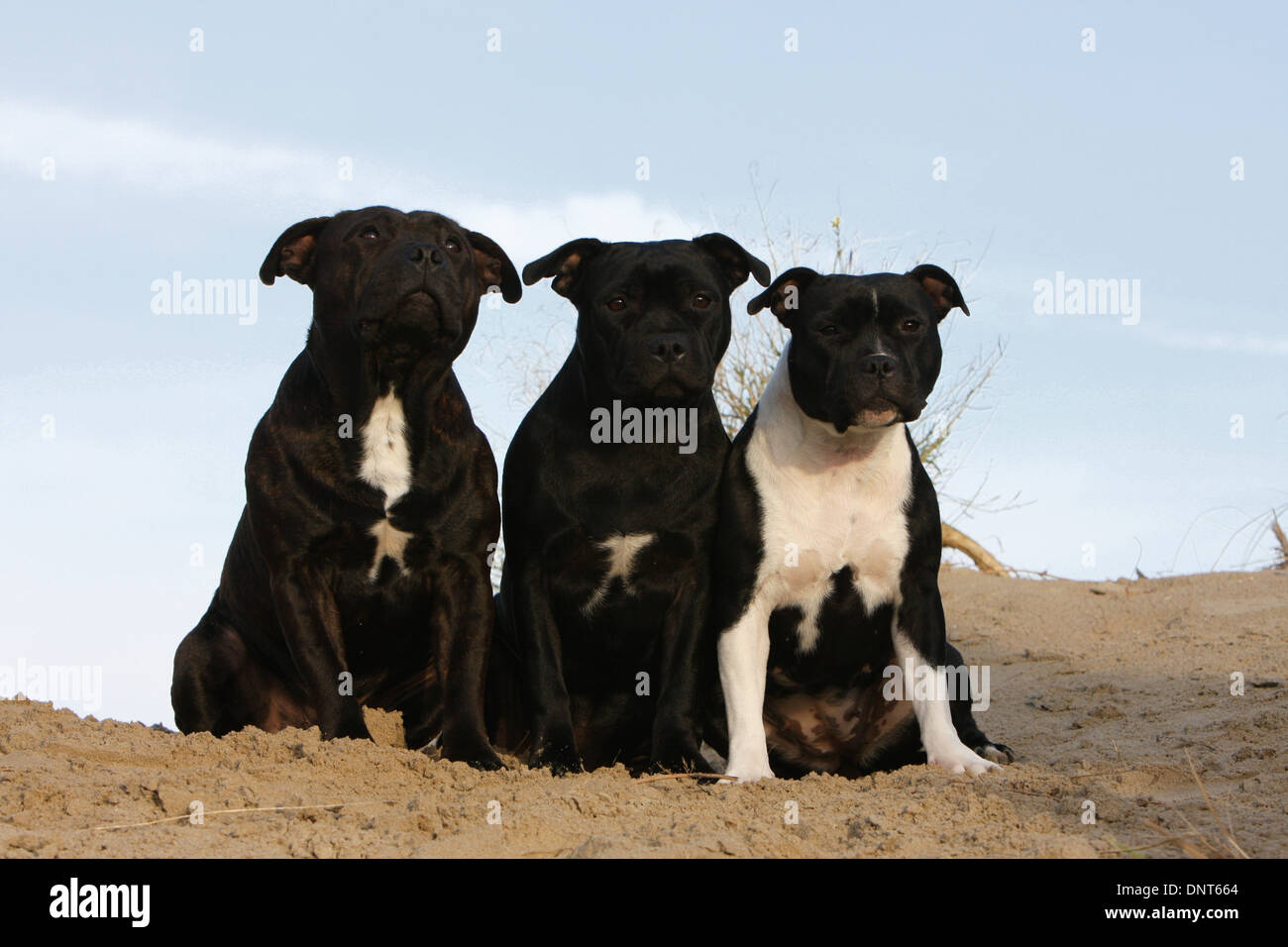 dog Staffordshire Bull Terrier / Staffie  three adults sitting on the sand Stock Photo