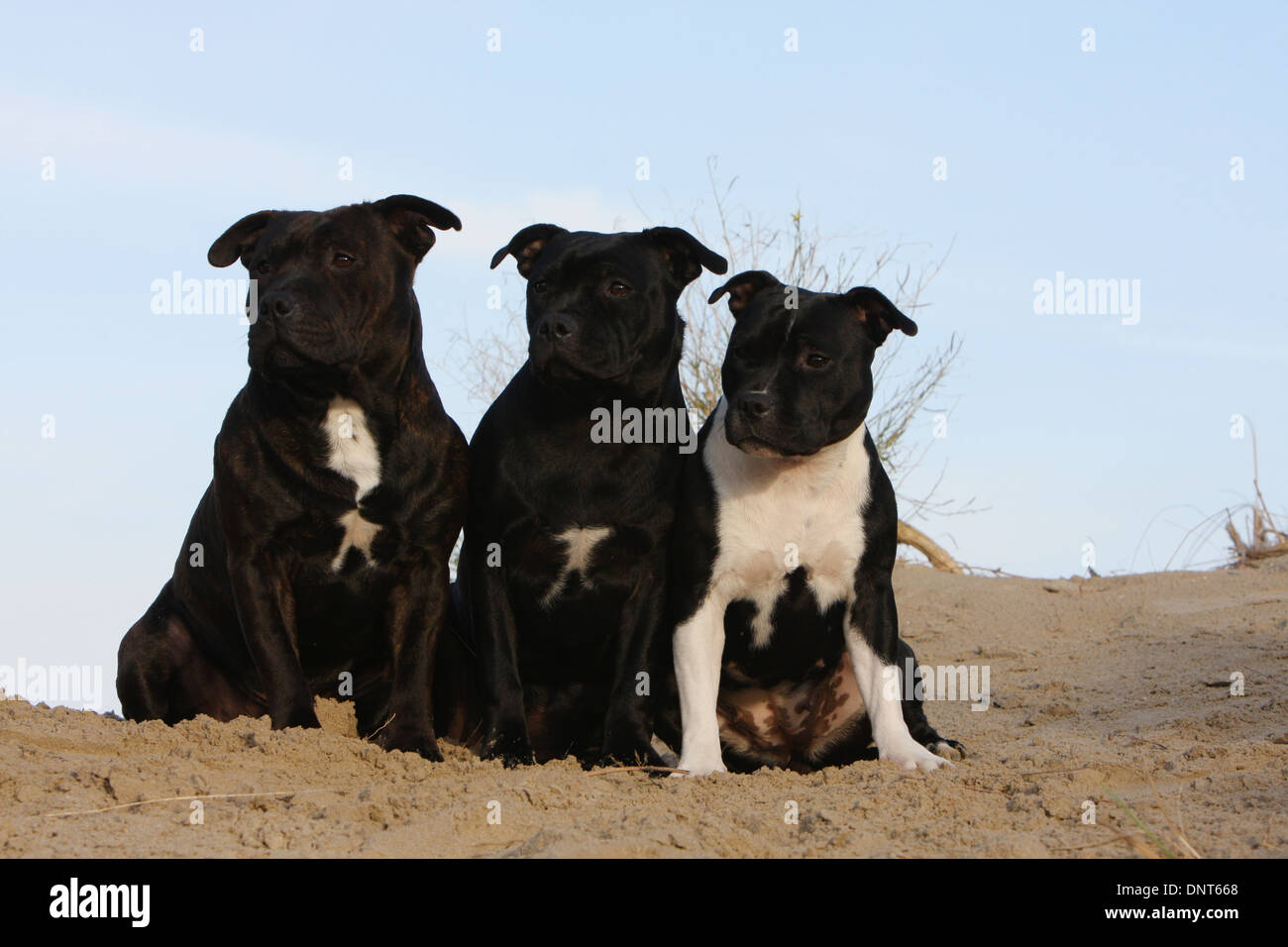 dog Staffordshire Bull Terrier / Staffie  three adults sitting on the sand Stock Photo