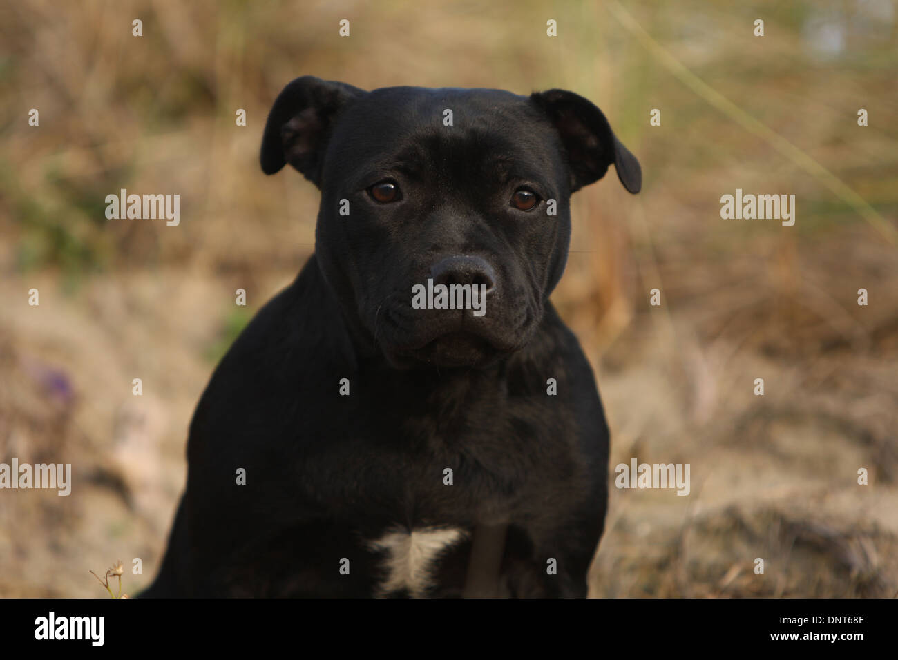 dog Staffordshire Bull Terrier / Staffie  adult portrait Stock Photo