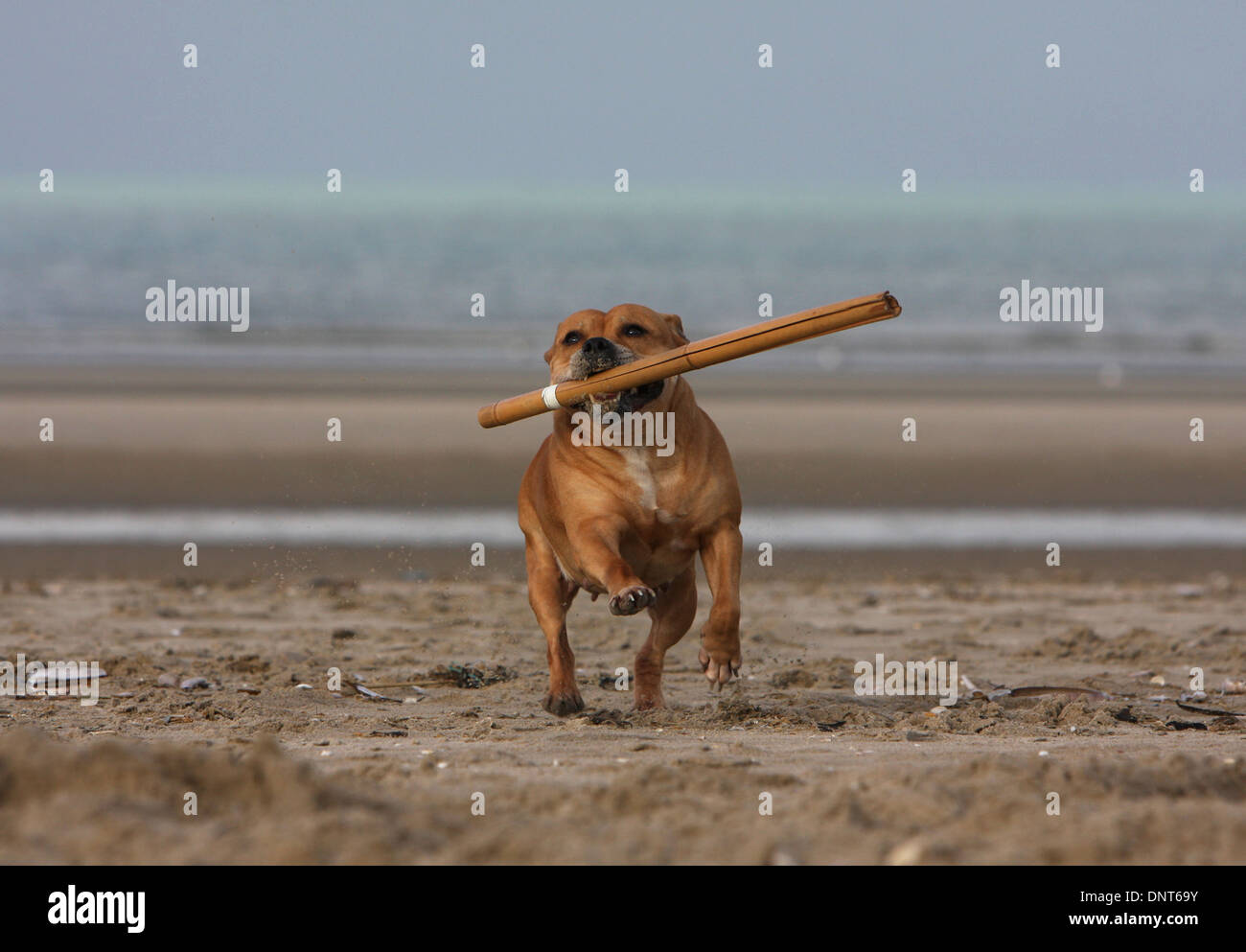 dog Staffordshire Bull Terrier / Staffie   adult running with a stick in its mouth on the beach Stock Photo