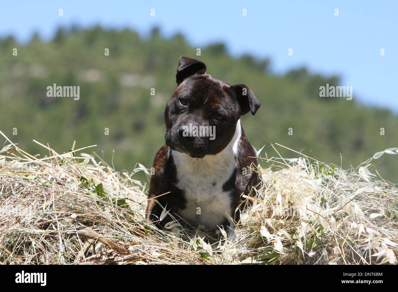 dog Staffordshire Bull Terrier / Staffie  adult sitting on the straw Stock Photo