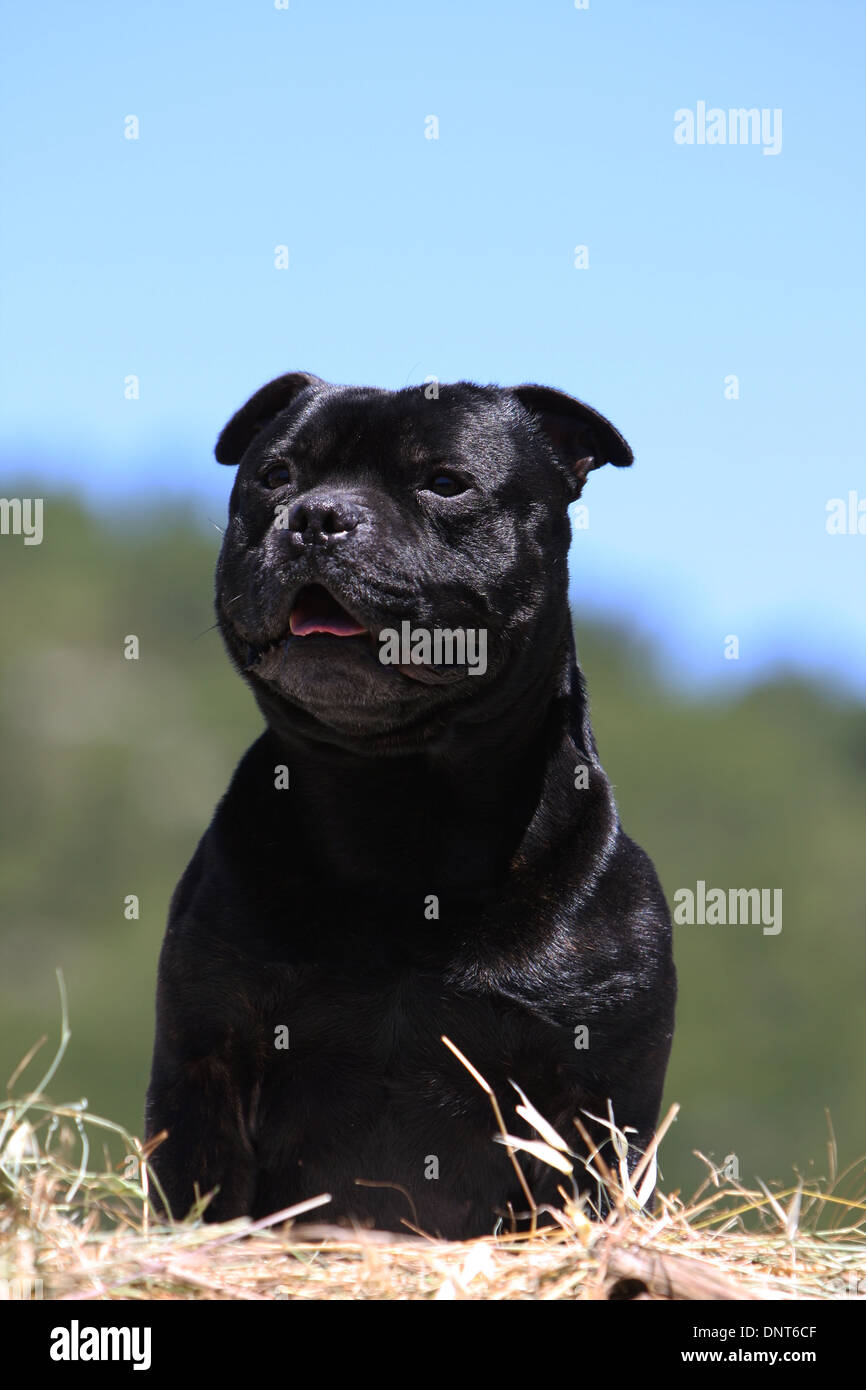 dog Staffordshire Bull Terrier / Staffie  adult sitting on the straw Stock Photo