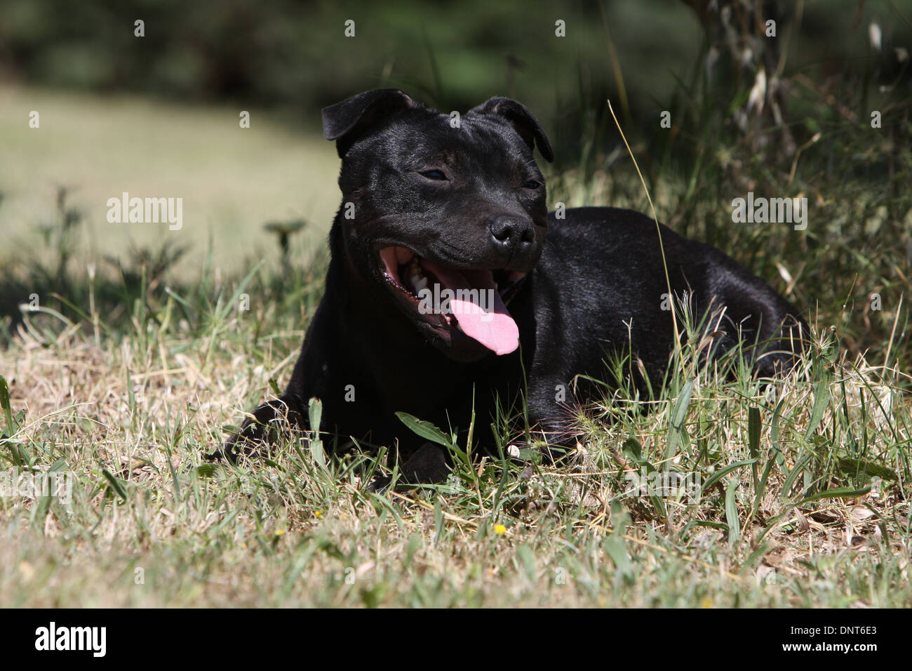 dog Staffordshire Bull Terrier / Staffie  adult lying in a garden Stock Photo