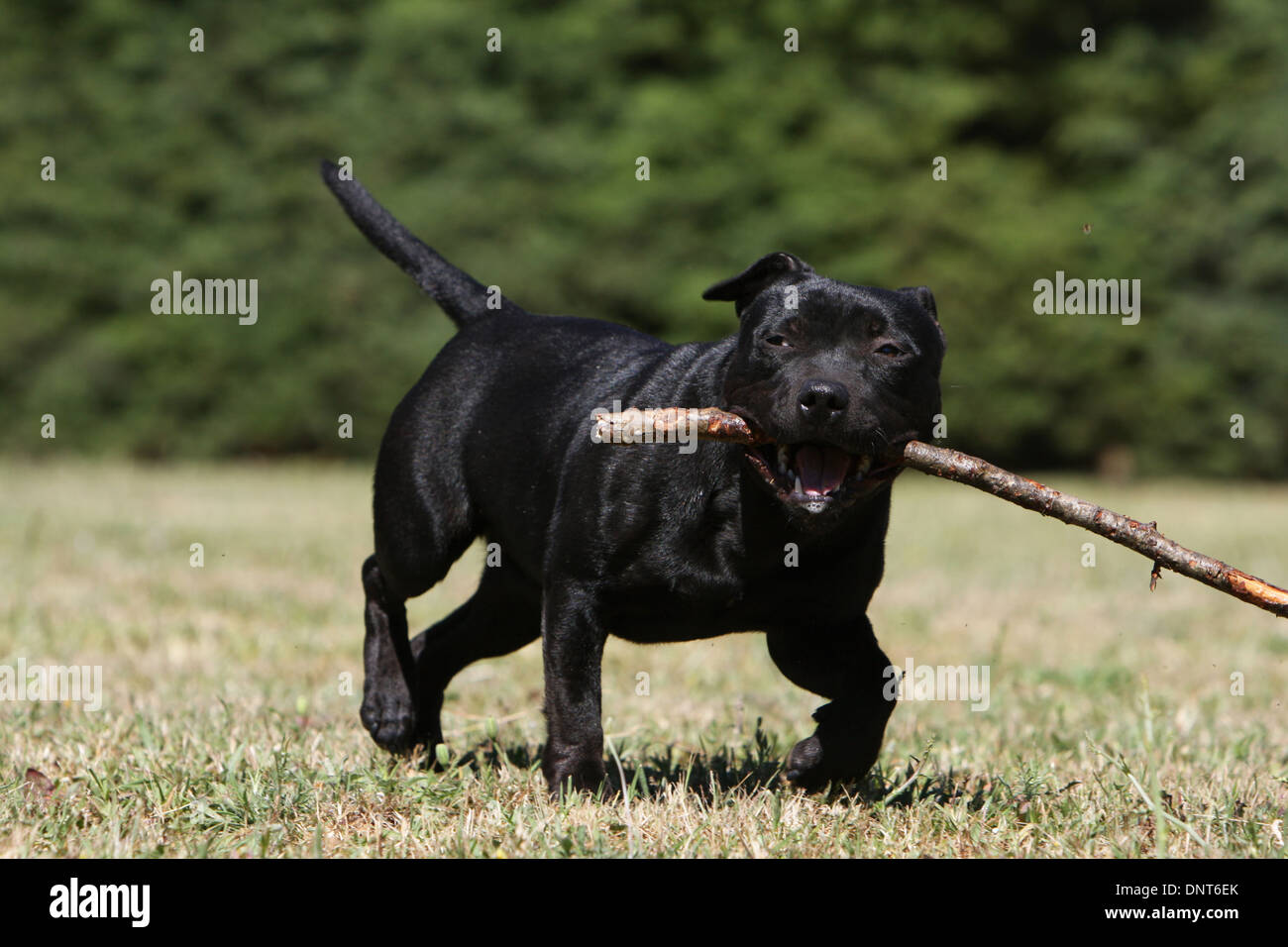 dog Staffordshire Bull Terrier / Staffie  /   adult (black) running with a stick in its mouth in a garden Stock Photo