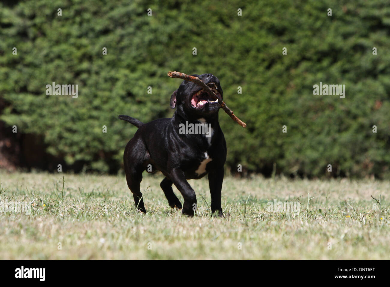 dog Staffordshire Bull Terrier / Staffie  /   adult (black) running with a stick in its mouth in a garden Stock Photo