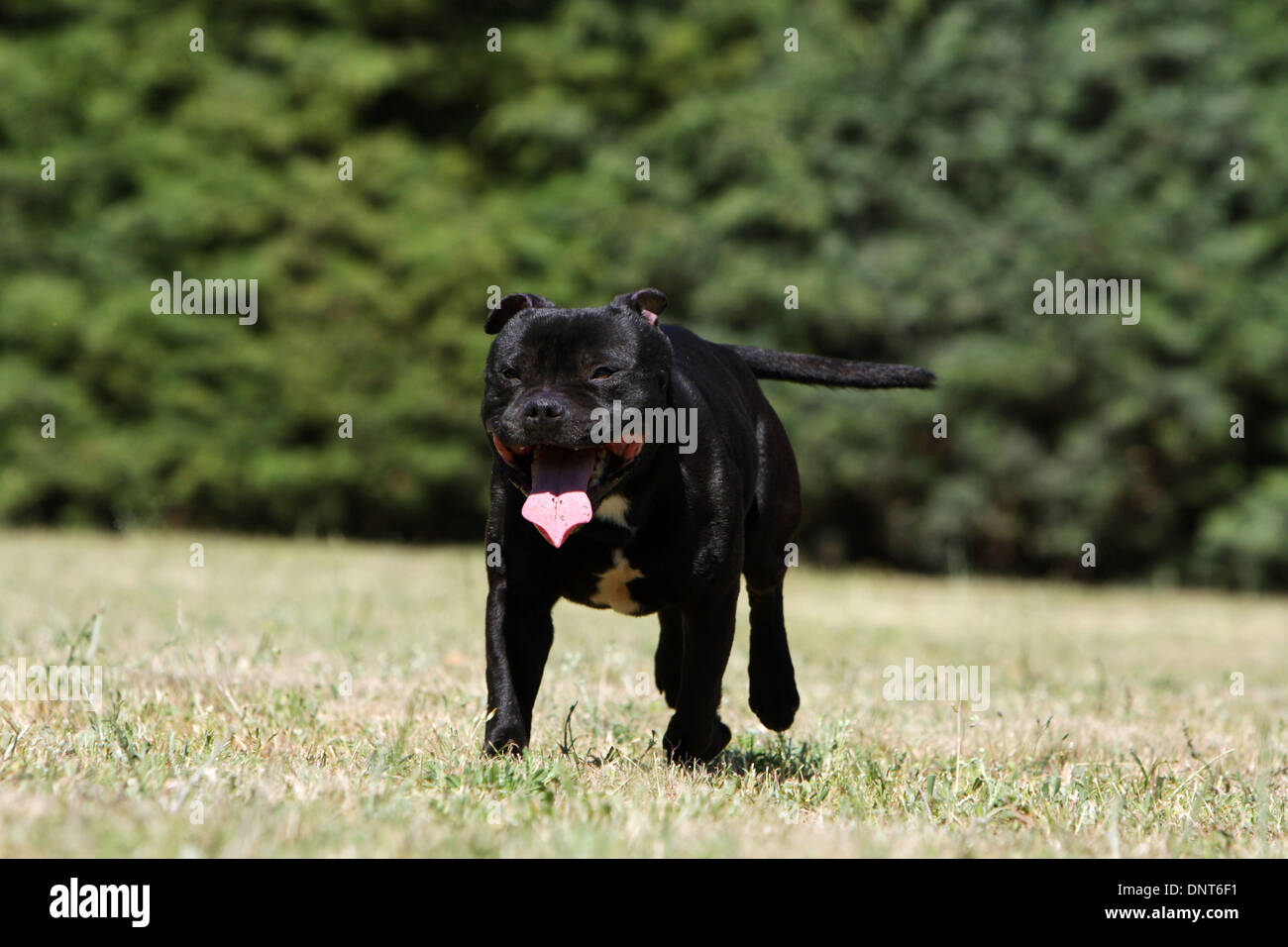 Black english staffordshire bull terrier hi-res stock photography and ...