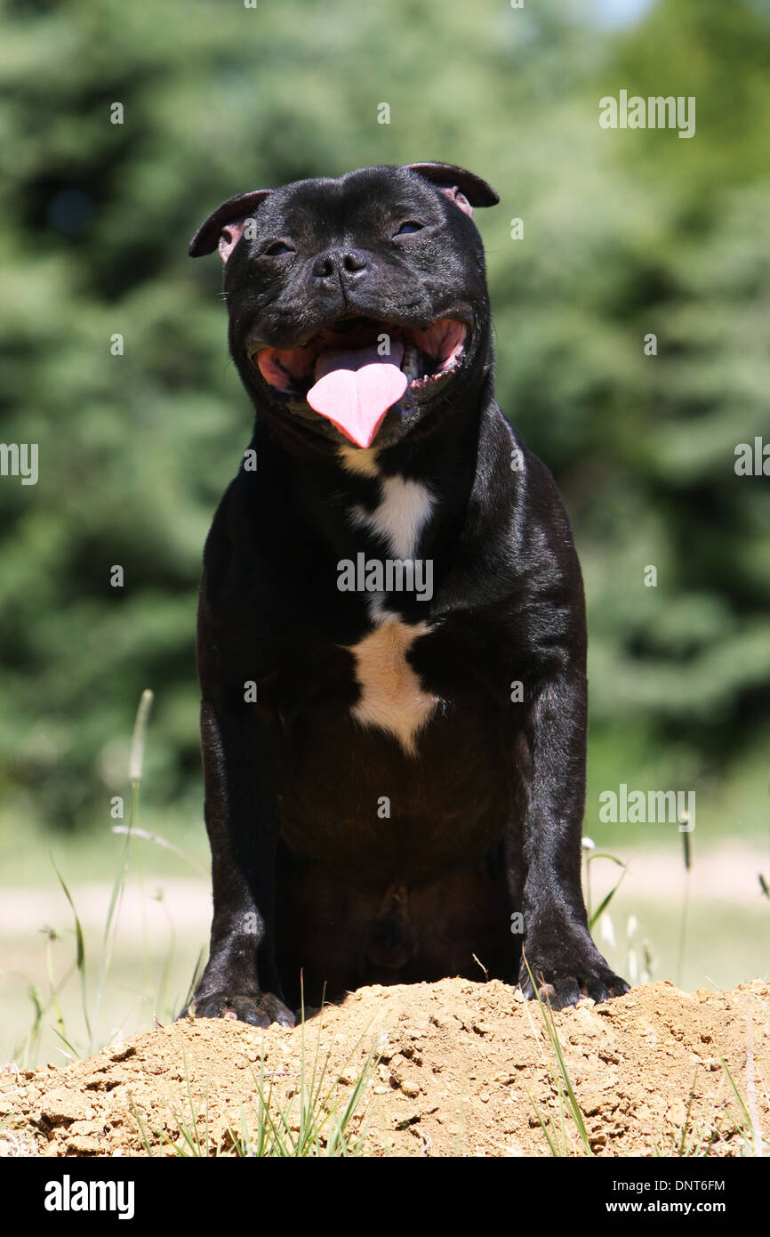 dog Staffordshire Bull Terrier / Staffie  adult sitting on the ground Stock Photo