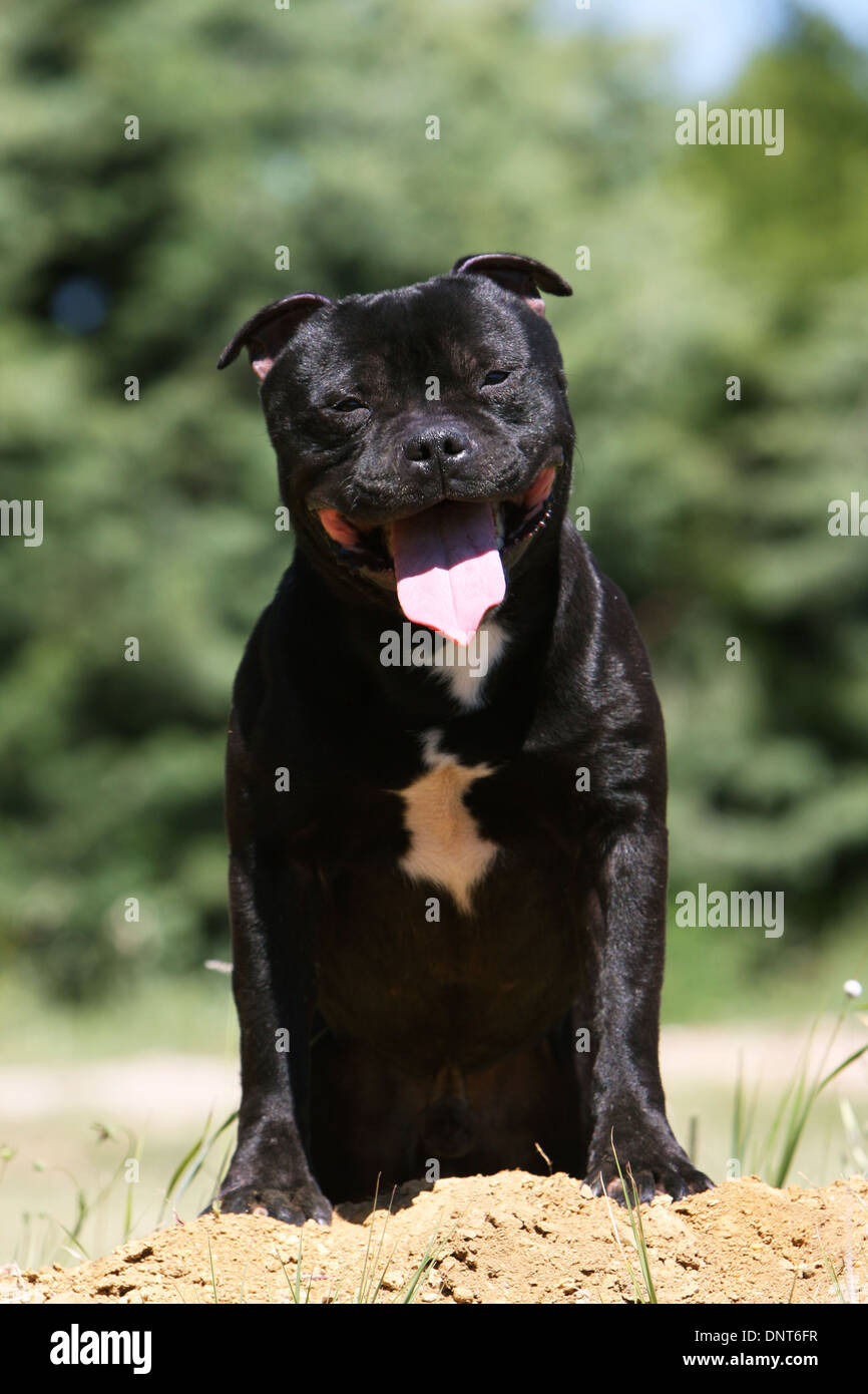 dog Staffordshire Bull Terrier / Staffie  adult sitting on the ground Stock Photo