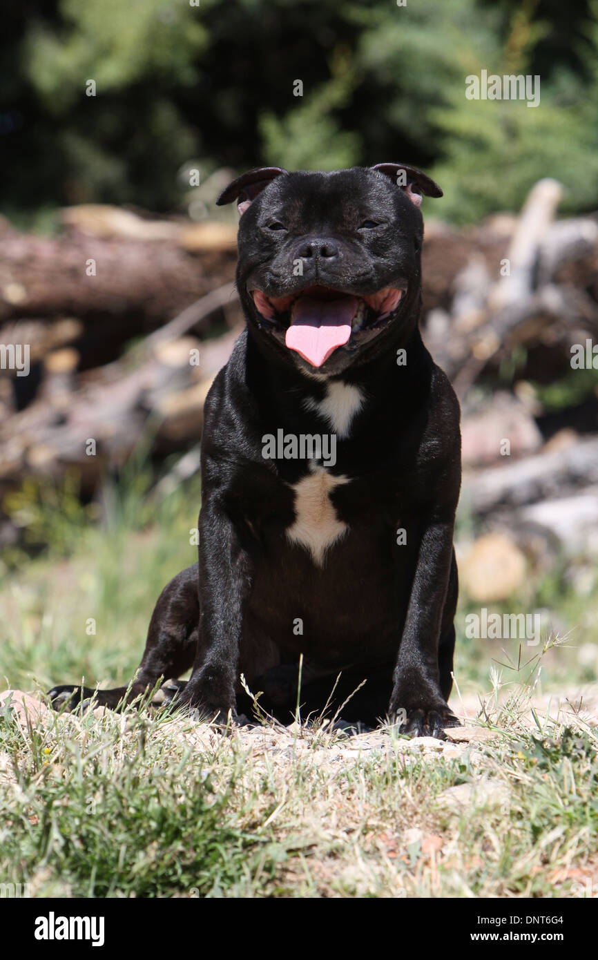 dog Staffordshire Bull Terrier / Staffie  adult sitting in a meadow Stock Photo