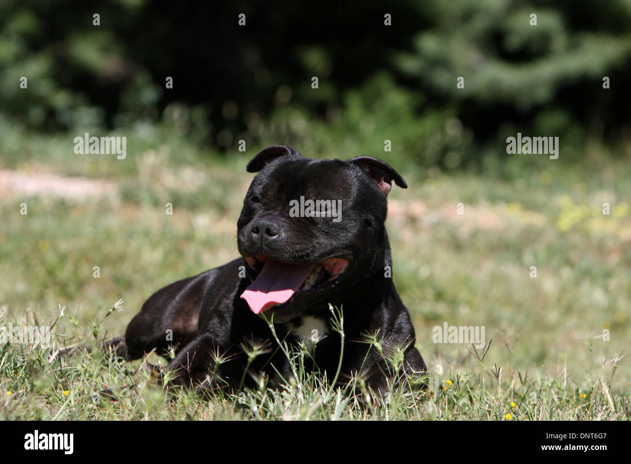 dog Staffordshire Bull Terrier / Staffie  adult lying in a garden Stock Photo