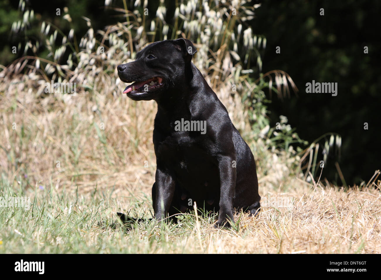 dog Staffordshire Bull Terrier / Staffie  adult sitting in a meadow Stock Photo