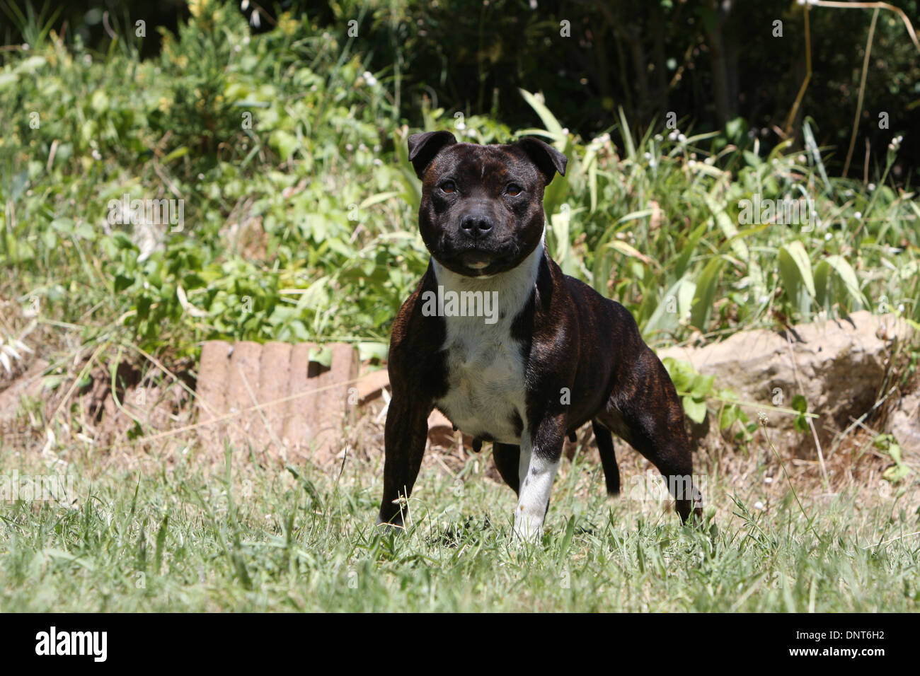 dog Staffordshire Bull Terrier / Staffie  adult standing Stock Photo