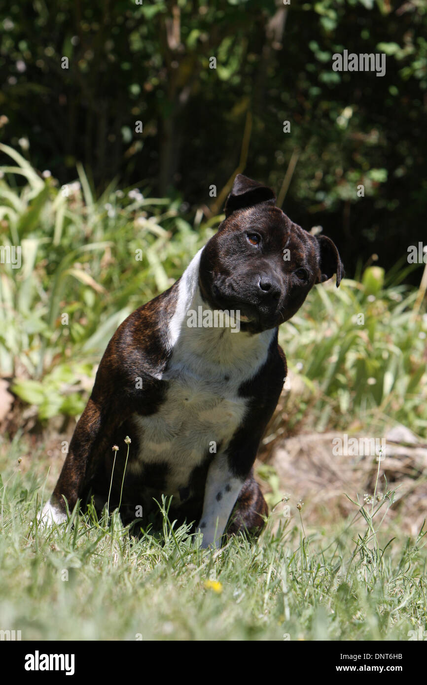 dog Staffordshire Bull Terrier / Staffie  adult sitting in a garden Stock Photo