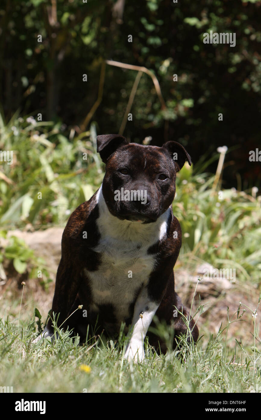 dog Staffordshire Bull Terrier / Staffie  adult sitting in a garden Stock Photo