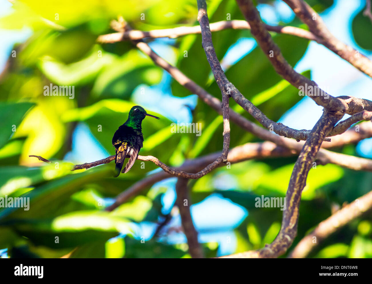 Cuba Emerald HummingBird ( Chlorostilbon ricordii ) Stock Photo