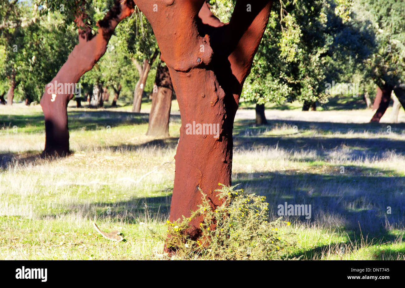 cork tree in Portugal, Alentejo region Stock Photo