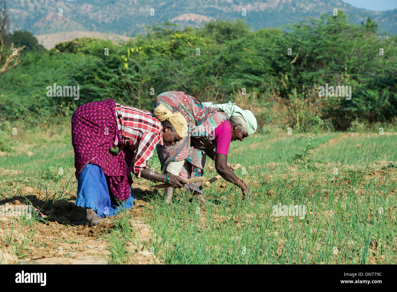 Elderly Indian women tilling the hard soil with hand tools in a field