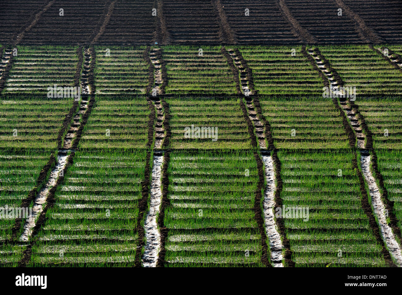 Growing Red Onions in the Indian Countryside. Andhra Pradesh, India Stock Photo Alamy