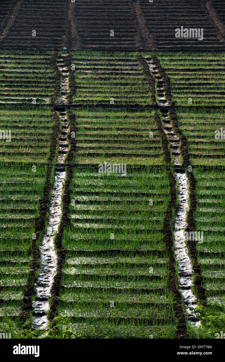 Growing Red Onions in the Indian Countryside. Andhra Pradesh, India Stock Photo Alamy