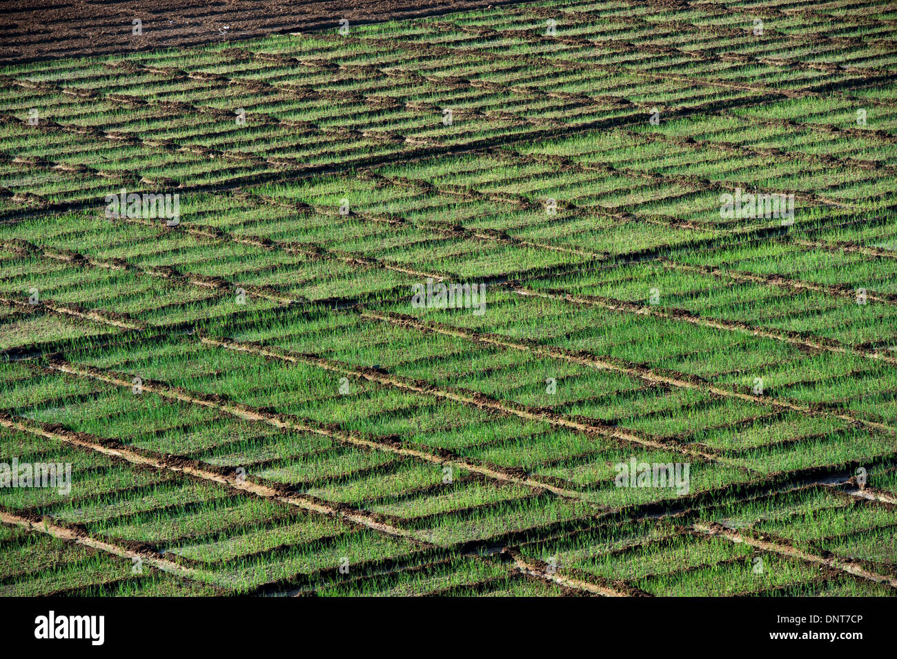 Growing Red Onions in the Indian Countryside. Andhra Pradesh, India