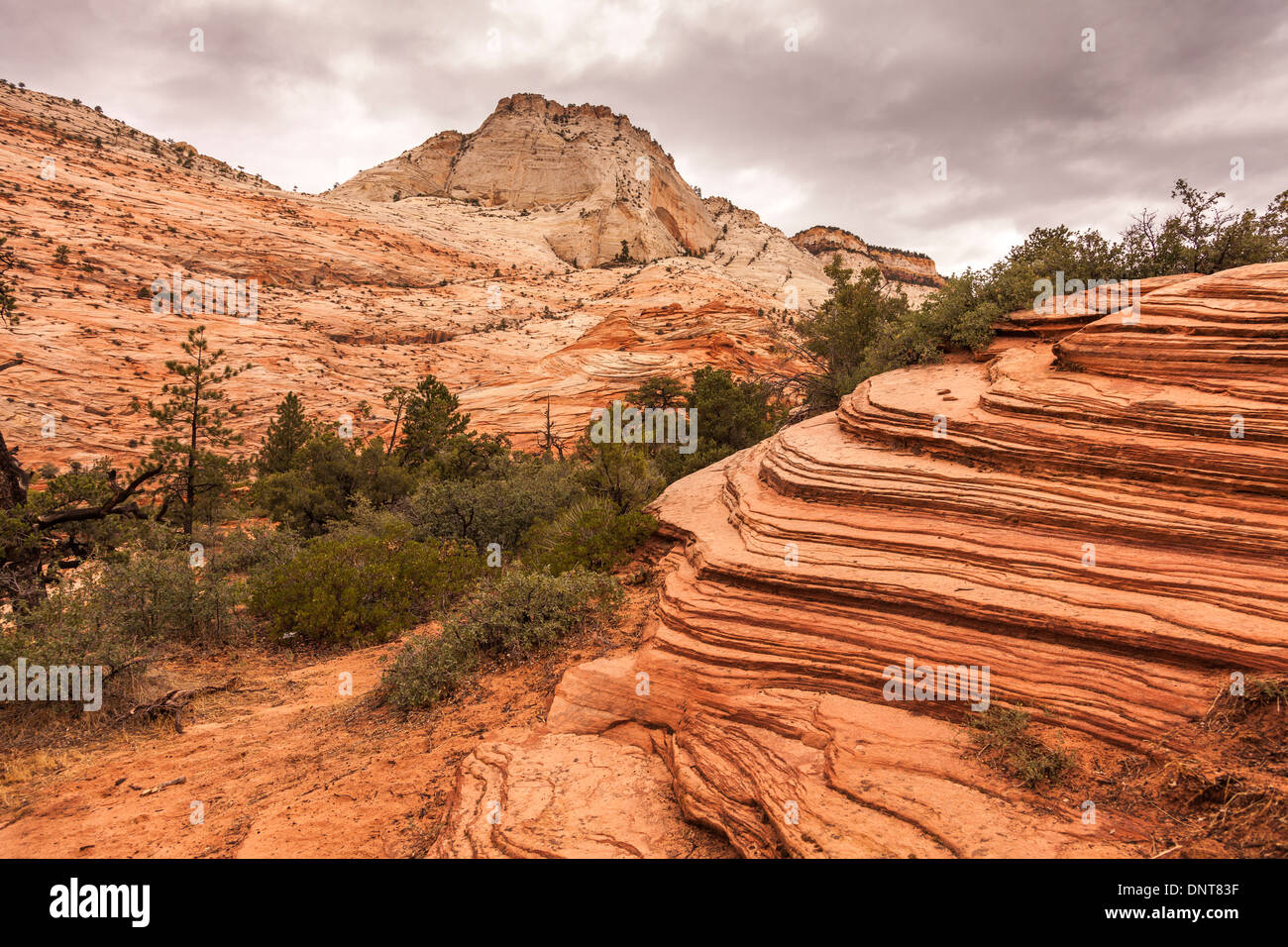 Erosion in sedimentary rock layers in Zion National Park,Utah,USA Stock Photo