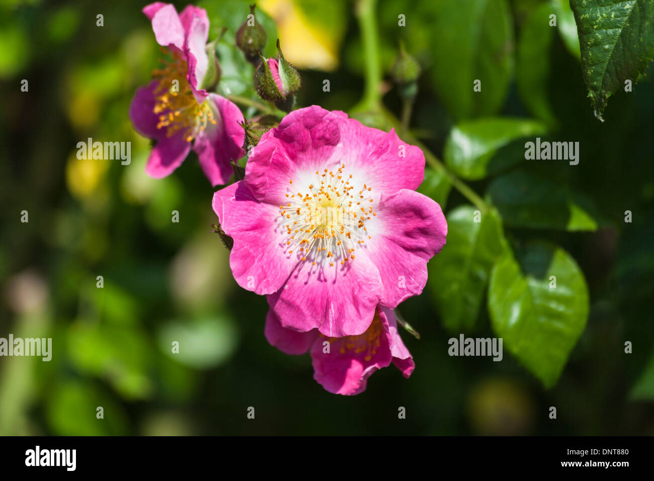 Carmine-pink rose 'American Pillar' Stock Photo - Alamy