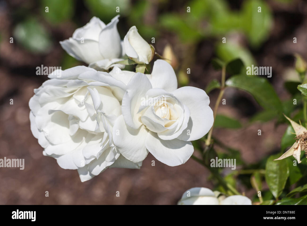 White rose, 'Iceberg' Stock Photo Alamy