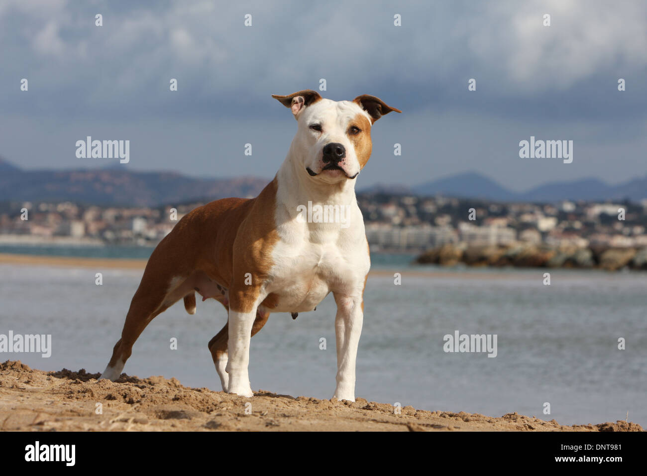 amstaff adult