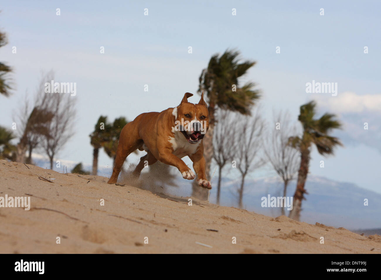 Dog American Staffordshire Terrier / Amstaff /  adult running on the beach Stock Photo