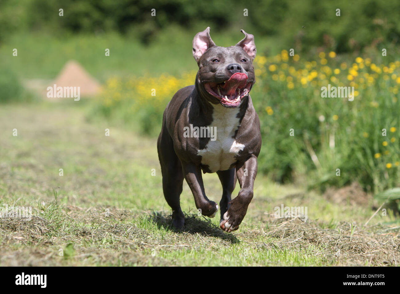 Dog American Staffordshire Terrier / Amstaff / adult (blue) running in a  meadow Stock Photo - Alamy