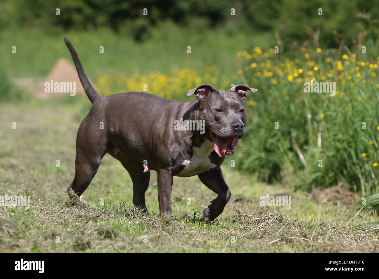 Onwijs Dog American Staffordshire Terrier / Amstaff / adult (blue QY-51