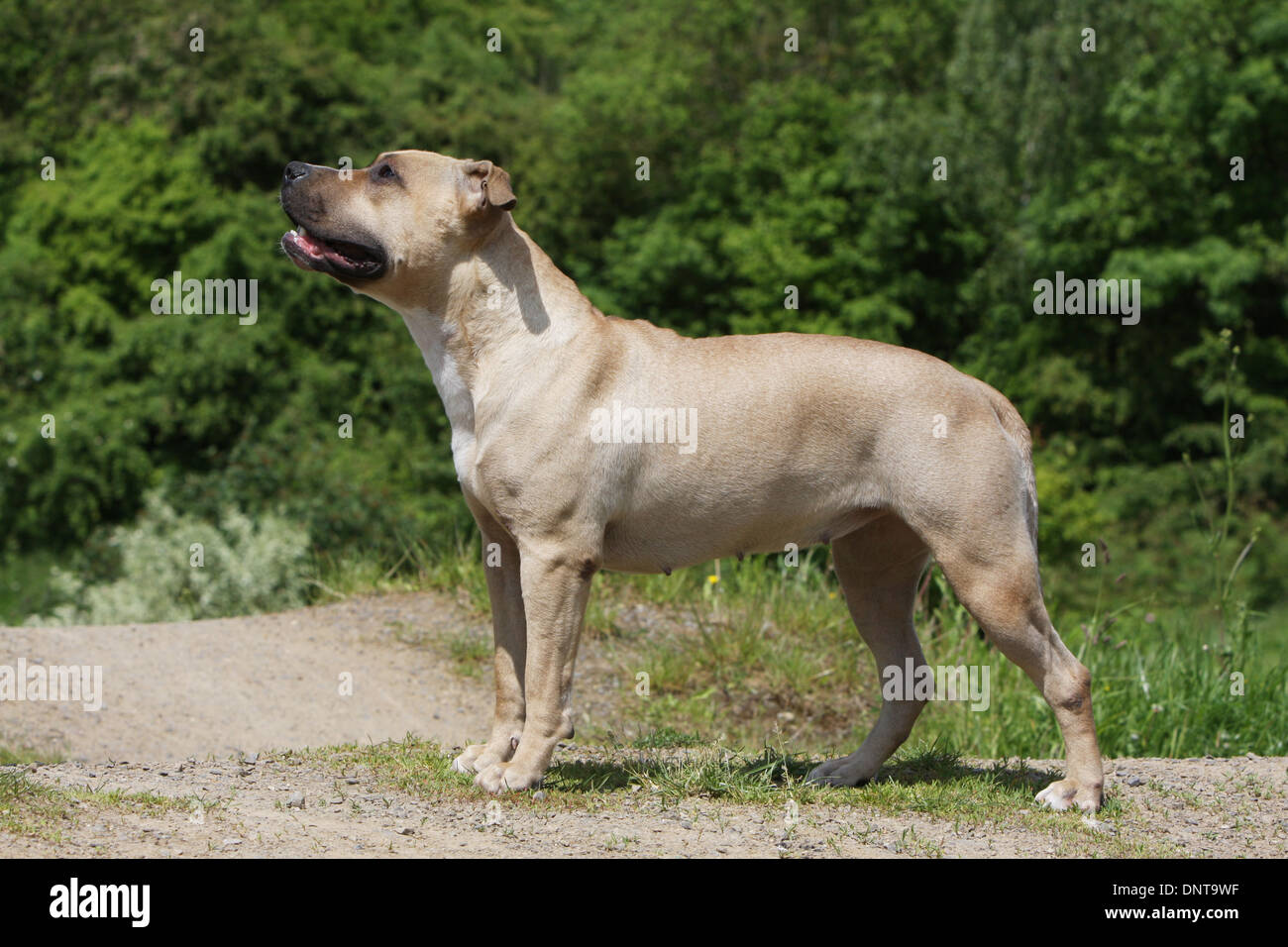 Dog American Staffordshire Terrier Amstaff adult standard