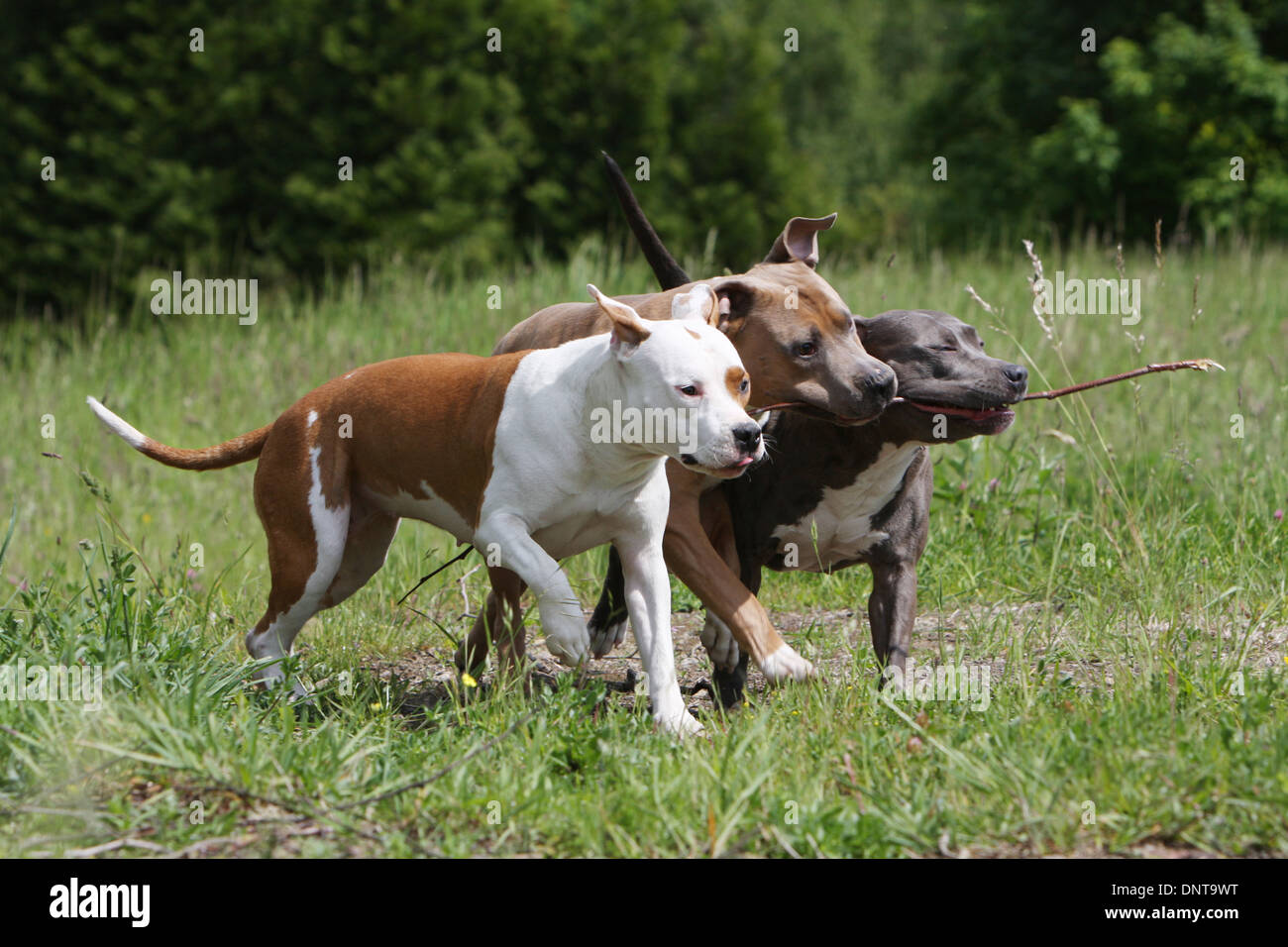 Different Groups Working Together Stock Photos & Different Different Groups Working Together Stock Photos & Different