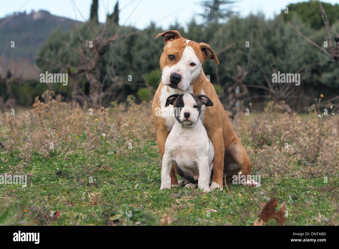 Champion American Bulldog Puppies - Grand Future Kennel, image size:1300x956