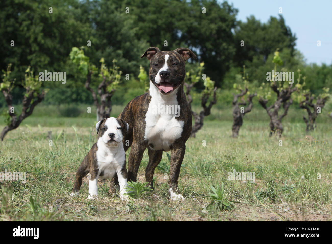 34 micro american bully dog rechtenvrije illustraties, stockfoto's en  -afbeeldingen | Shutterstock, image size:1300x956