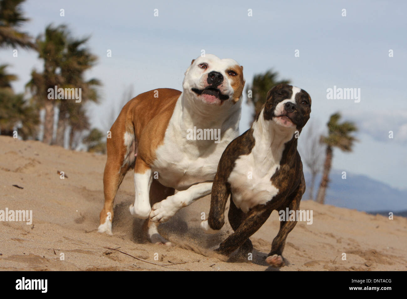 American Bulldog vs. English Bulldog: 6 Key Differences Explained - A-Z  Animals, image size:1300x956