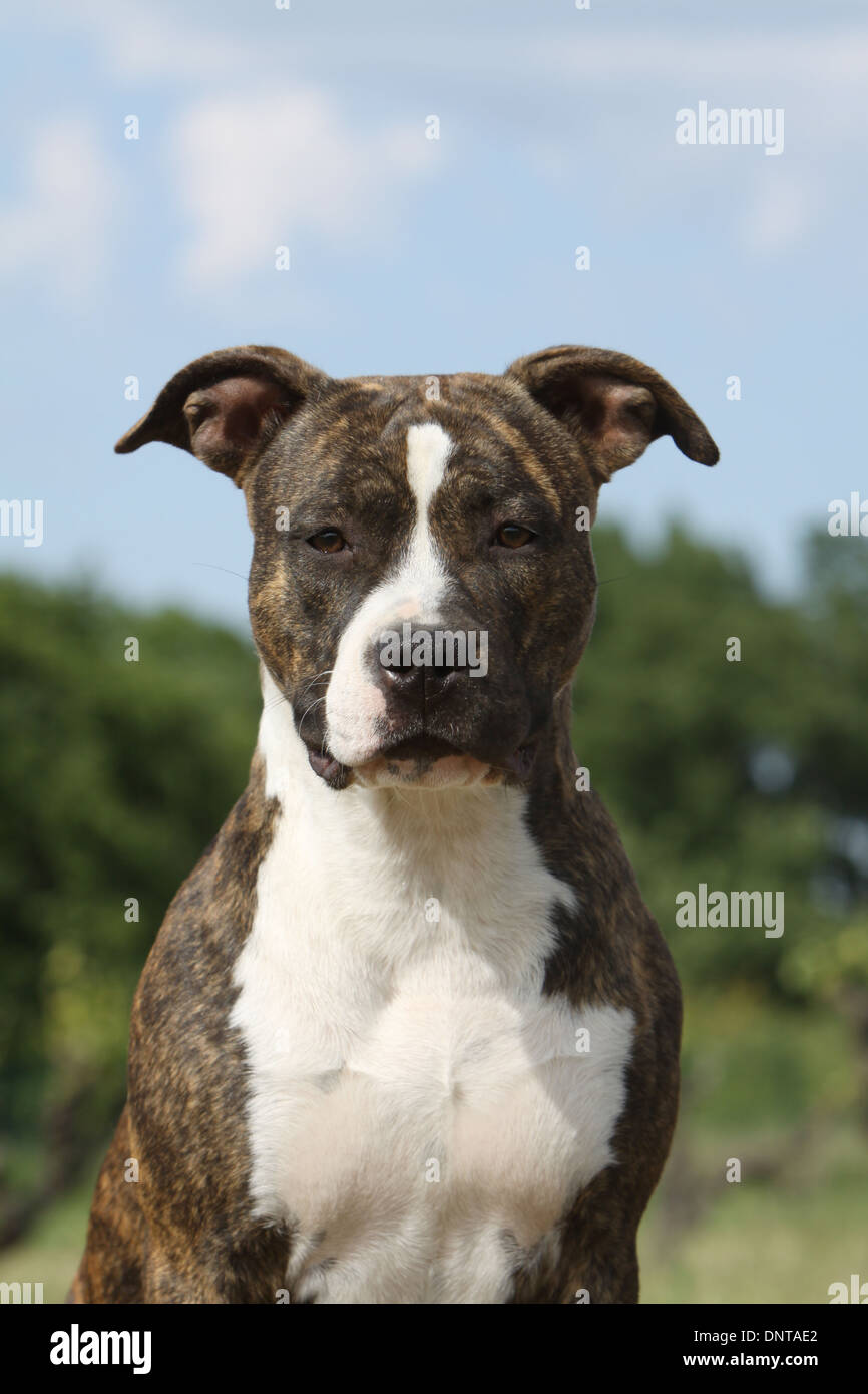 Dog American Staffordshire Terrier / Amstaff    adult portrait Stock Photo