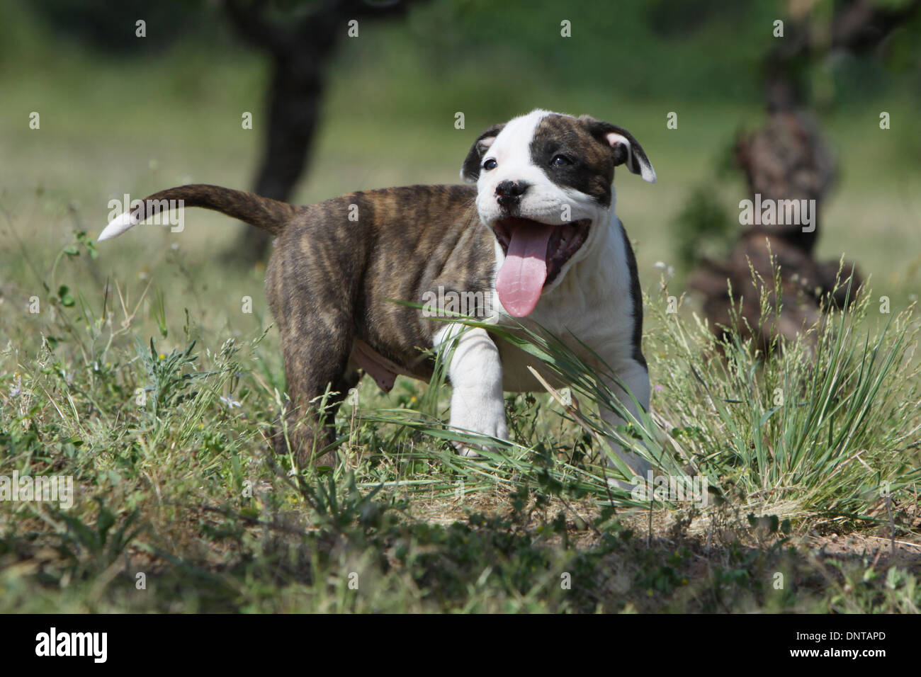 Olde English Bulldogge: prijs, karakter en kenmerken - Tipaw, image size:1300x956